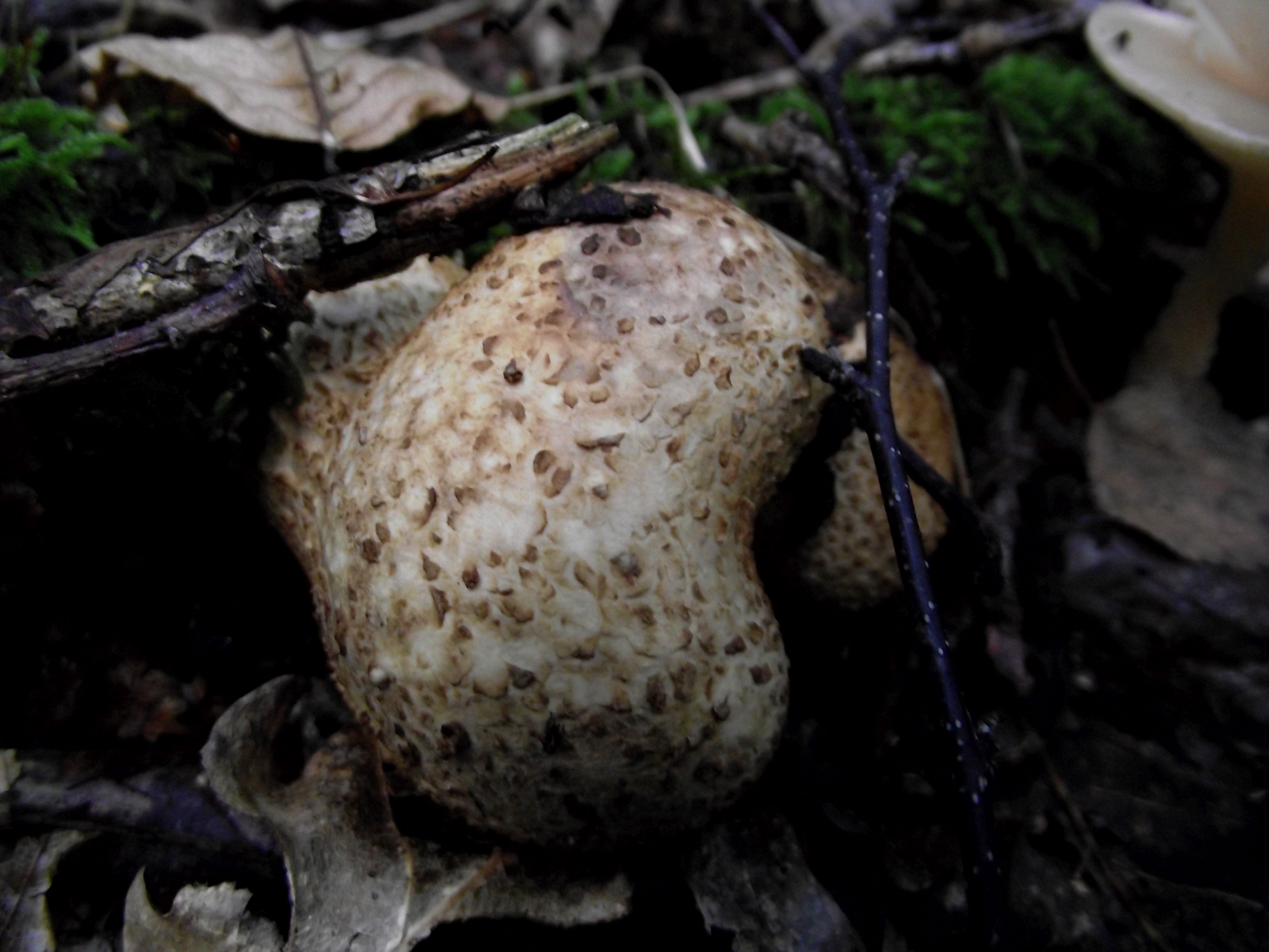 Dickschaliger Kartoffelbovist